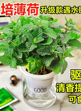 薄荷盆栽可食用水培柠檬薄荷叶好养迷迭香苗驱蚊植物室内新鲜绿植