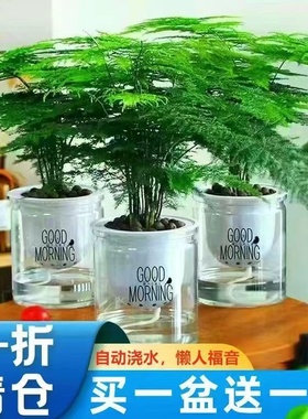 精选文竹植物大文竹室内高颜值净化空气四季常青好养易活