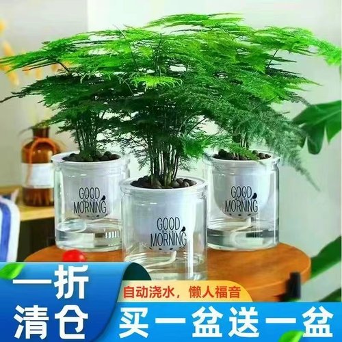 精选文竹植物大文竹室内高颜值净化空气四季常青好养易活