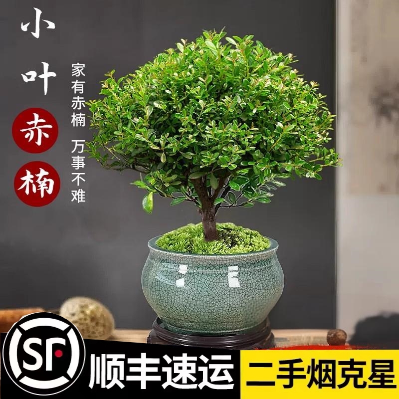 小叶赤楠老桩盆景苗植物花卉微景观水培办公室内好养四季常青盆栽