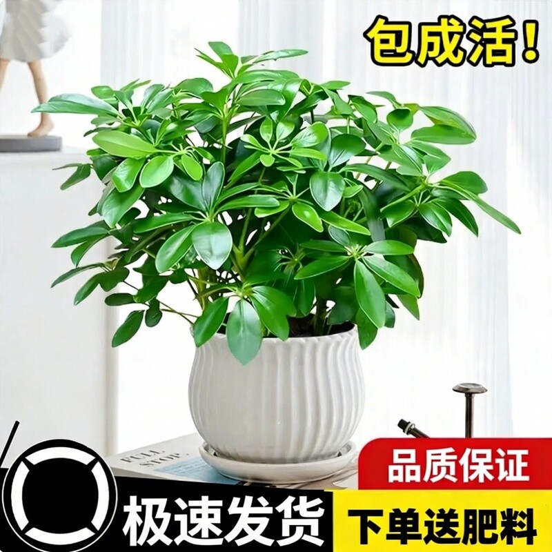 四季常青八方来财鸭脚木客厅室内阳台桌面绿植盆栽花卉发财树招财图片