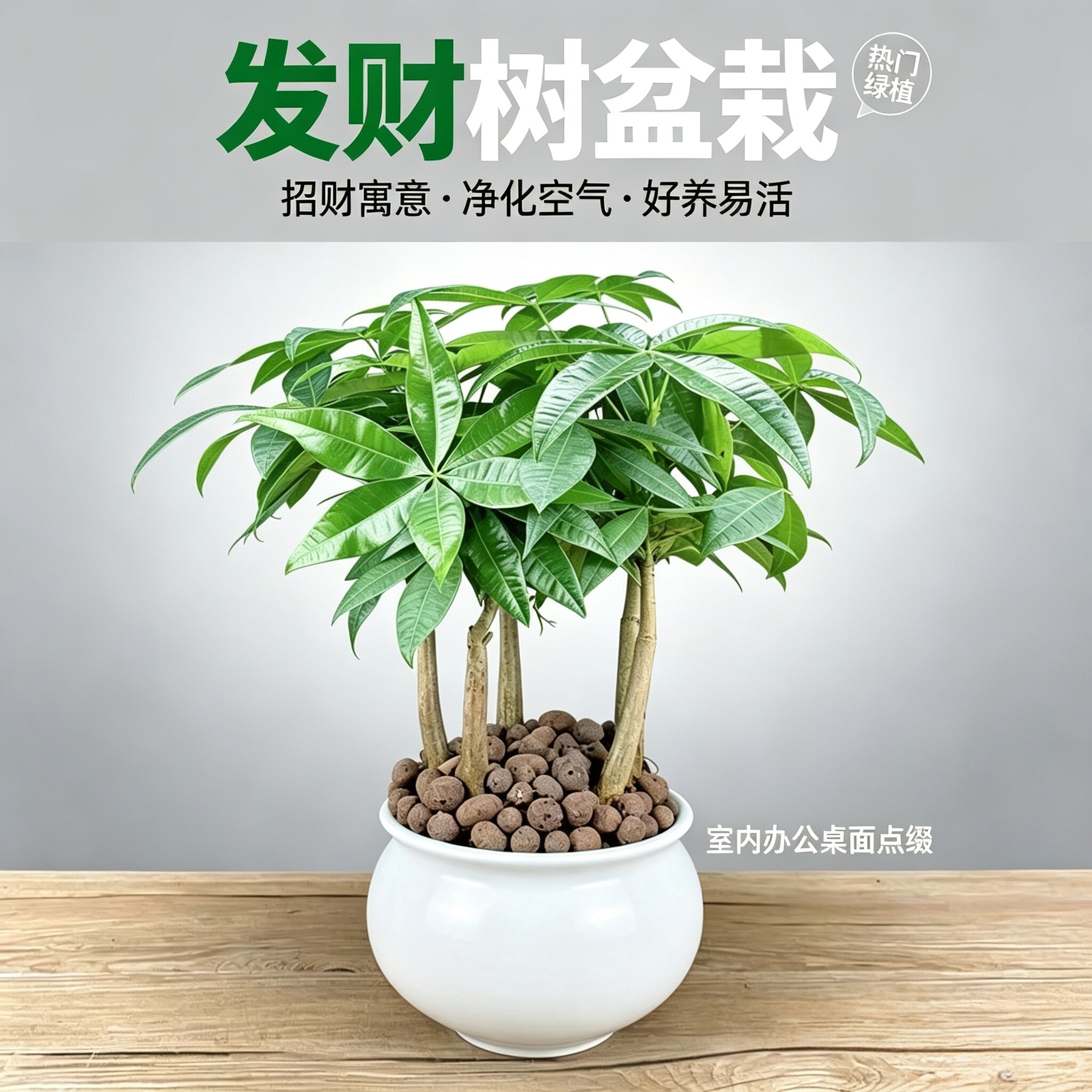 五福发财树原生苗盆栽招财植物室内办公客厅观叶四季常青净化空气