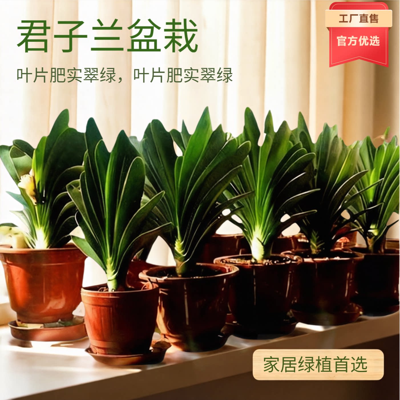 君子兰盆栽老苗四季好养名贵花卉绿植物室内阳台圆头和尚批发小苗