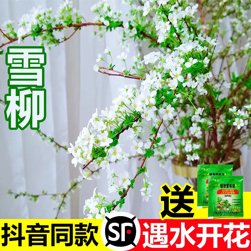 雪柳鲜枝水培干枝支珍珠李绿植物室内鲜花水养开花卉龙柳盆栽插花