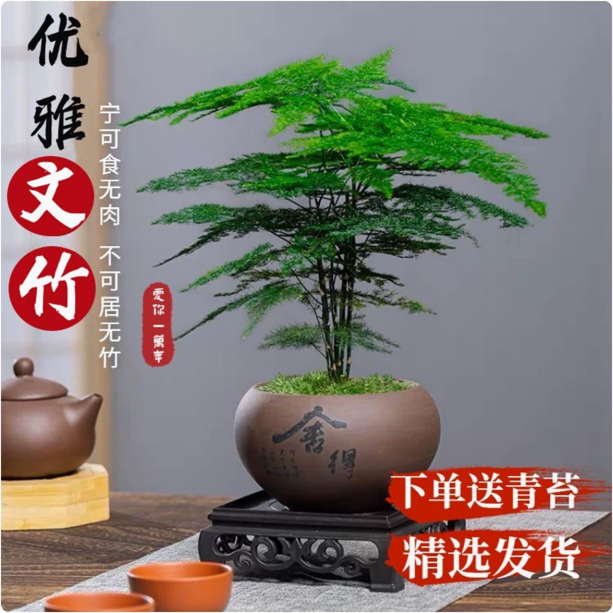 文竹盆栽植物室内办公室水培客厅懒人小绿植花卉大全盆景四季常青