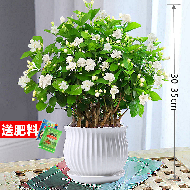 茉莉花苗盆栽带花苞水培花卉大全植物室内驱蚊草绿植虎头茉莉老桩