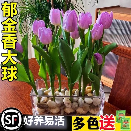 郁金香种球进口重瓣水培植物室内绿植盆栽种子水仙花卉风信子水养