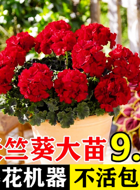 重瓣天竺葵盆栽花苗大花高颜值花不断洋绣球苗室内阳台好养的花卉