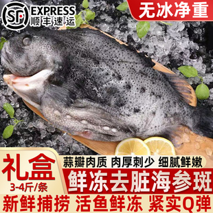 海参斑鱼冰岛新鲜鱼海鱼冷冻深海野生海参斑深海新鲜石斑鱼海鱼