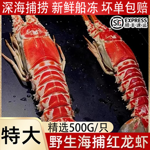 红龙虾超大鲜活冷冻海虾特大新鲜速冻玫瑰龙虾非即食波斯顿龙虾