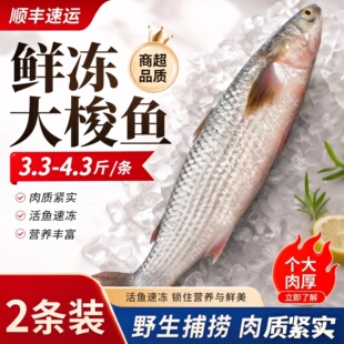 鲜冻海梭鱼乌鱼鲜活速冻红眼梭鱼新鲜冷冻整条大梭鱼新鲜海捕批发