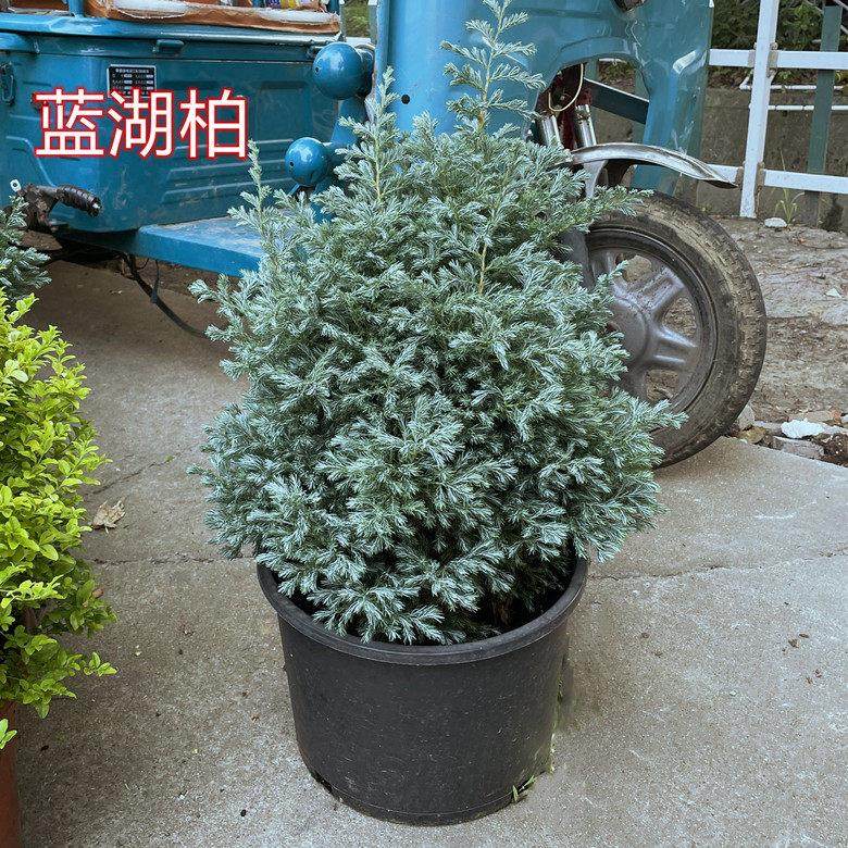 蓝湖柏盆栽 蓝色波尔瓦 蓝冰柏庭院灌木多年生四季赏叶百搭植物,鲜花速递/花卉仿真/绿植园艺,绣球/木绣球/木本植物,淘宝优惠券,粉丝福利购,淘宝优惠卷