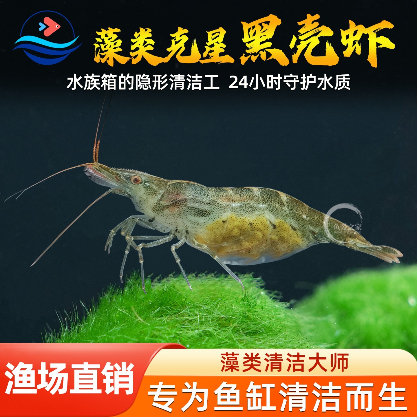 黑壳虾鱼缸除藻除丝藻虾大号鱼缸清洁垃圾工具观赏虾淡水极火活虾