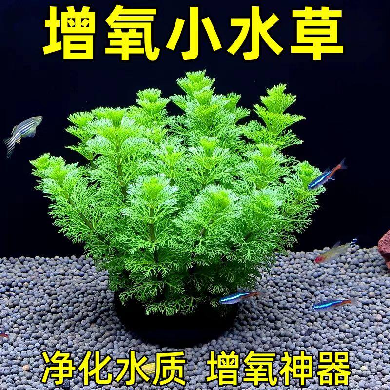 小宝塔坨草水草鱼缸草缸造景植物真草活阴性新手懒人增氧后景好养