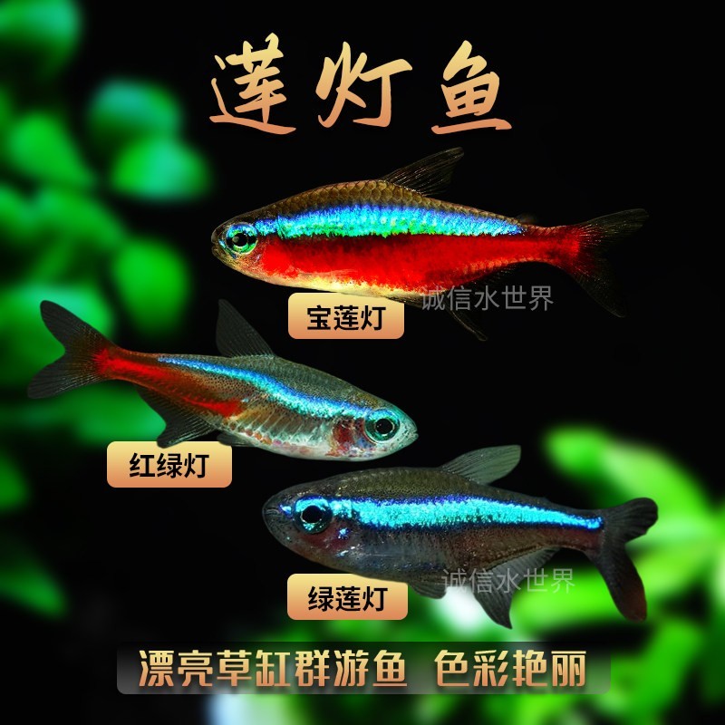 精品大尺寸宝莲灯小型热带观赏鱼宝莲灯巴西绿莲灯红绿灯群游草缸