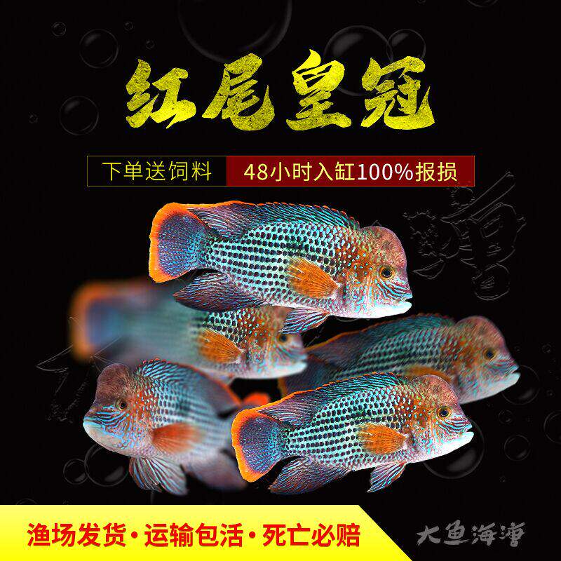 玉面皇冠鱼起头红尾皇冠鱼蓝面财神鱼热带观赏鱼精品淡水罗汉鱼