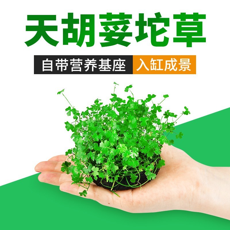 天胡荽坨草前景水草鱼缸造景无菌杯淡水植物阴性水培活体真草装饰