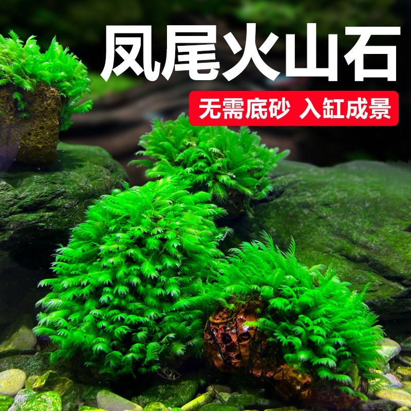 凤尾火山石鱼缸水族箱虾缸草缸定植美凤莫斯造景苔垂泪三角莫斯