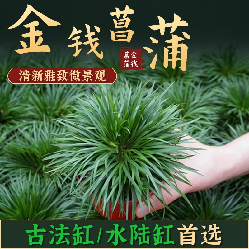 金钱菖蒲水草盆景古法缸水陆缸鱼缸造景专用真绿植水培小盆栽