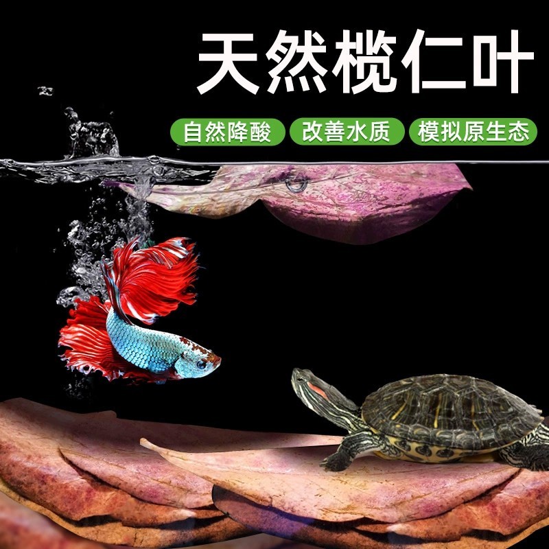 榄仁叶斗鱼调节水质Ph值橄榄叶懒人降酸水族乌龟生态模拟造景水草