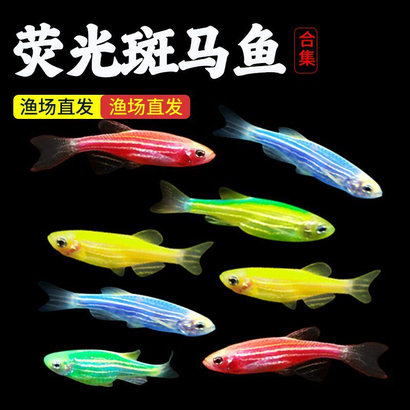 斑马鱼灯科鱼大号活体冷淡水新练手好养红绿灯小型热带观赏金鱼苗