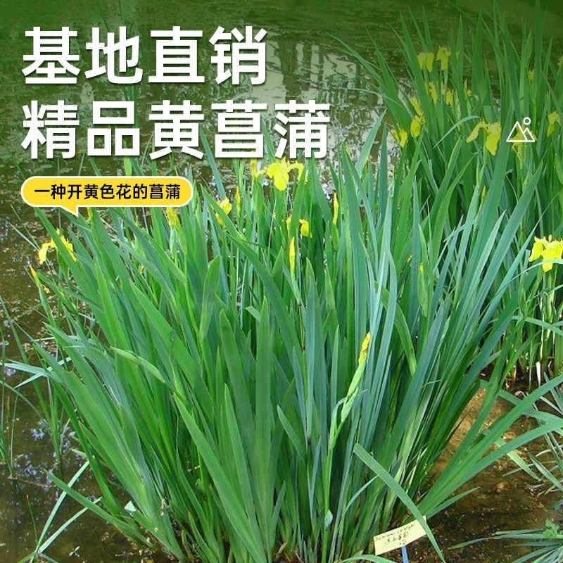 黄菖蒲苗水生植物黄花鸢尾草庭院池塘盆栽绿化水培鱼缸造景香蒲草