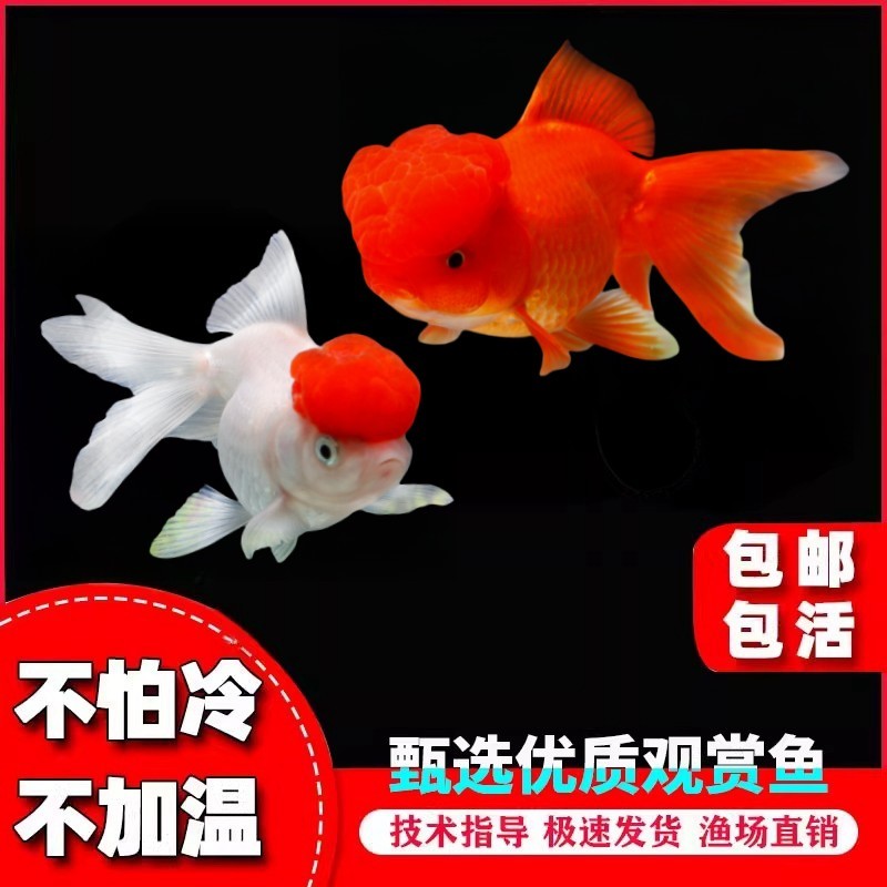 金鱼活鱼狮子头小型观赏鱼活鱼小金鱼好养耐活冷水鱼淡水鱼苗活体