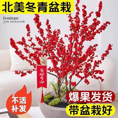 进口北美冬青盆栽带红果