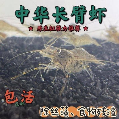 中华小长臂虾大眼贼活体饲料虾工具清洁虾冷水观赏虾除丝藻吃鱼便