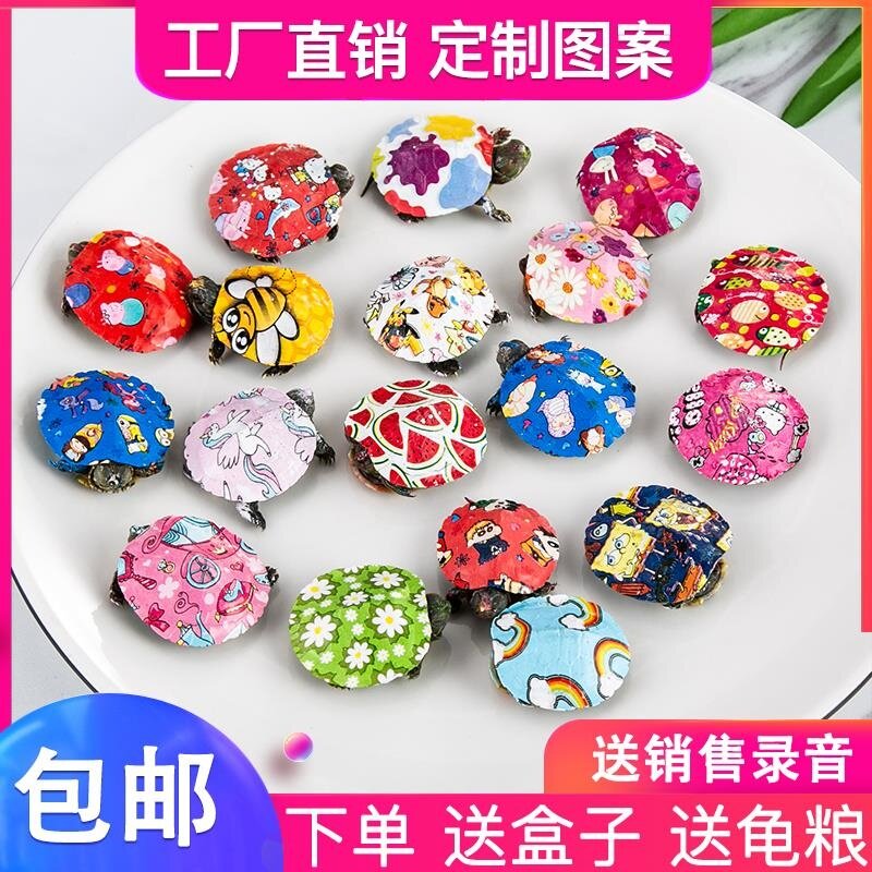 炫彩小乌龟活物网红七彩卡通乌龟龟/鳖