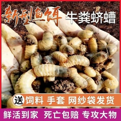 蛴螬老母虫大白虫高蛋白新型鱼饵活饵野钓万能野钓垂钓活体昆虫