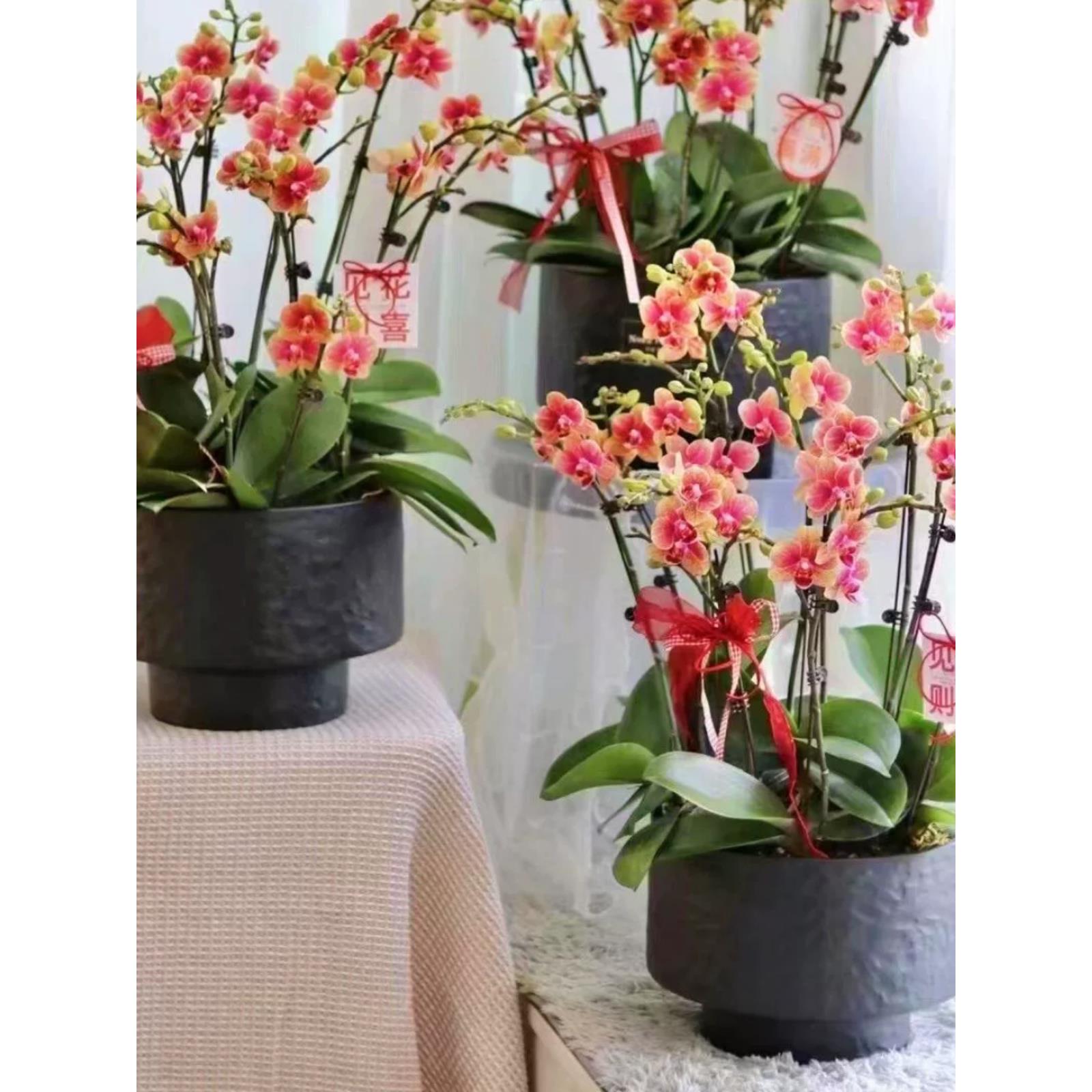 简约花盆大蕙兰蝴蝶兰大口径低款花器植物盆栽盆景花器