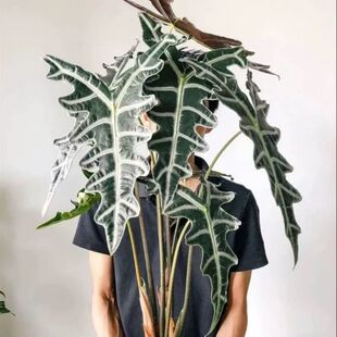 诺比鱼骨海芋室内阳台好养热植网红ins风绿植盆栽