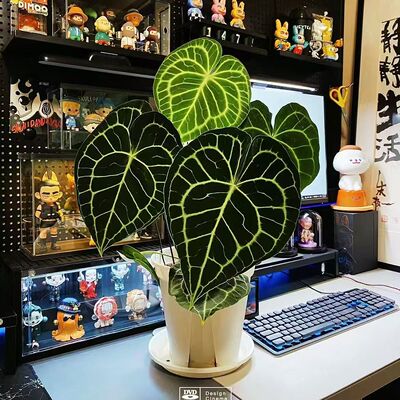 克莱恩花烛水晶盆栽热带丽晶心形大叶片好养室内观叶植物客厅阳台
