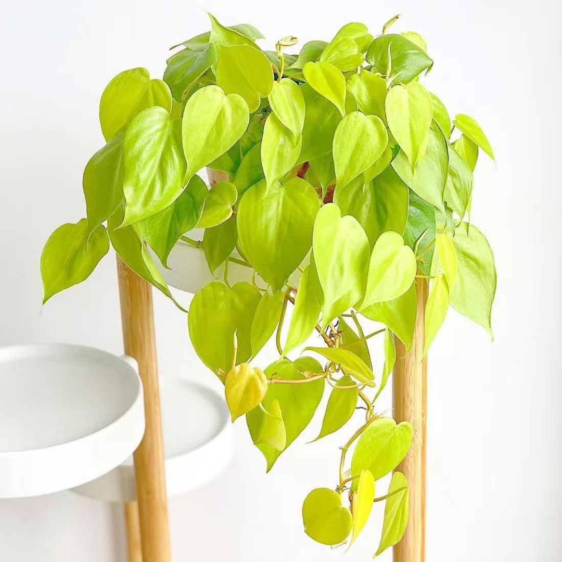 柠檬汁蔓绿绒心形叶片热带阳台植物盆栽可爬藤垂吊网红柠檬色绿植