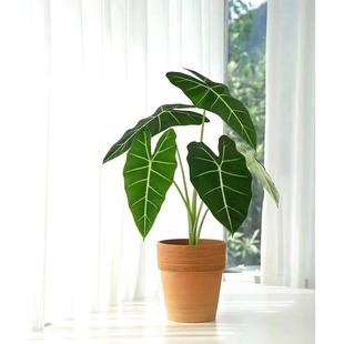 绿天鹅绒海芋 ins风北欧网红进口绿植盆栽好养植物室内阳台观