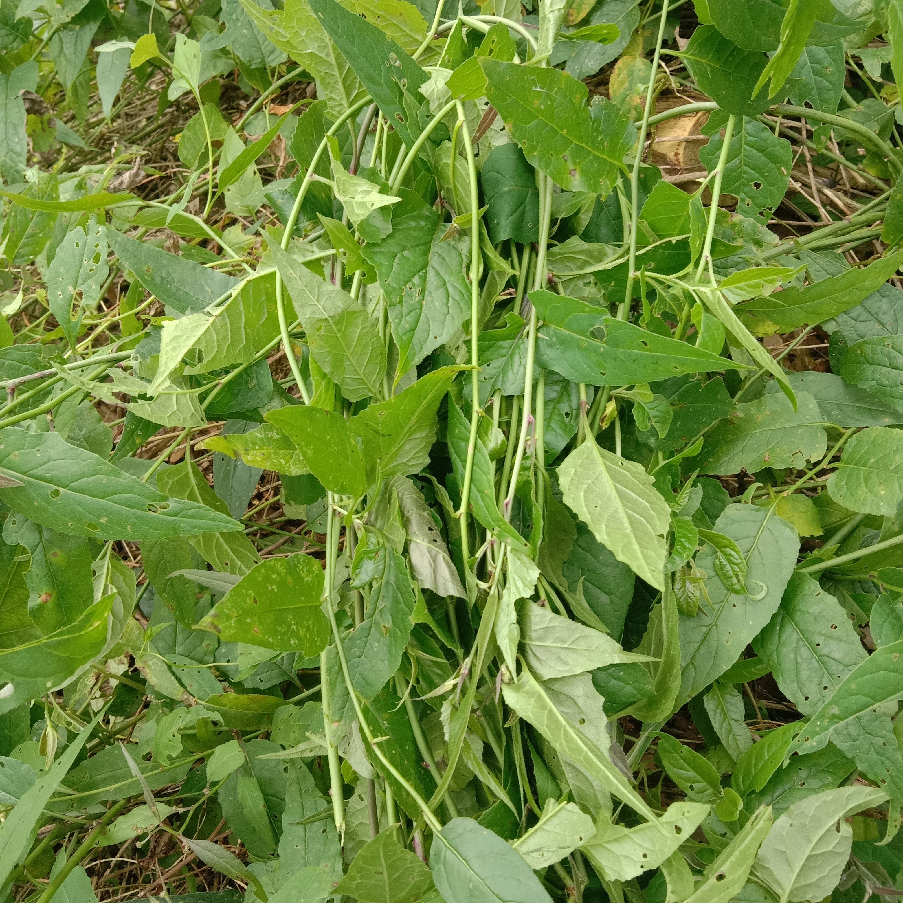 深山新鲜千里光花中草药九灵光苗九里光黄花草宝宝洗澡黄花母龙光