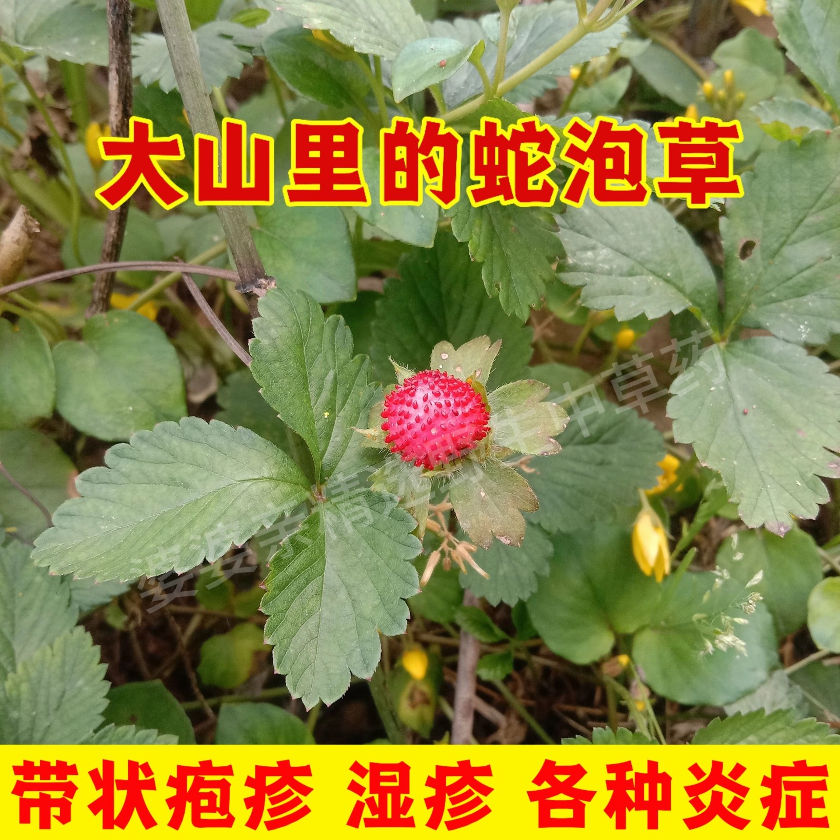 四川新鲜蛇泡草蛇莓草蛇盘草 三叶莓地莓草龙吐珠宝珠草地瓜藤