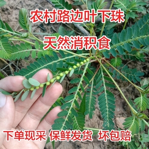 叶下珠新鲜中草药材龙珠草五时合夜合草整株带根阴阳草假油柑