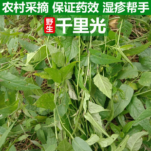 深山新鲜采摘千里光花中草药九灵光苗九里光黄花草宝宝洗澡黄花母