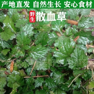 四川新鲜散血草中草药白毛夏枯草
