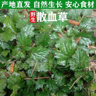 新鲜散血草中草药材白毛夏枯草地胆草龙胆草风轮菜筋骨草散血丹