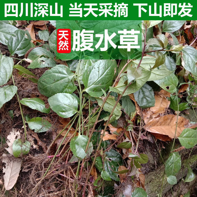 深山新鲜腹水草下单现采500g