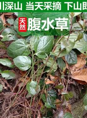 深山新鲜腹水草仙桥草翠梅草梅叶伸筋草多穗草两头爬现采仙人搭桥