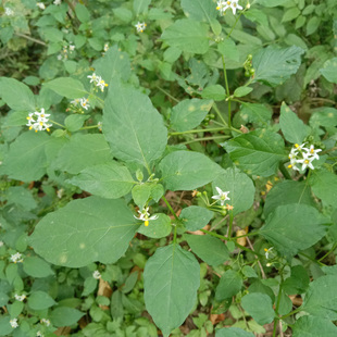 四川深山新鲜龙葵草中草药材白花菜天茄子黑天苦葵乌目草野辣椒苗