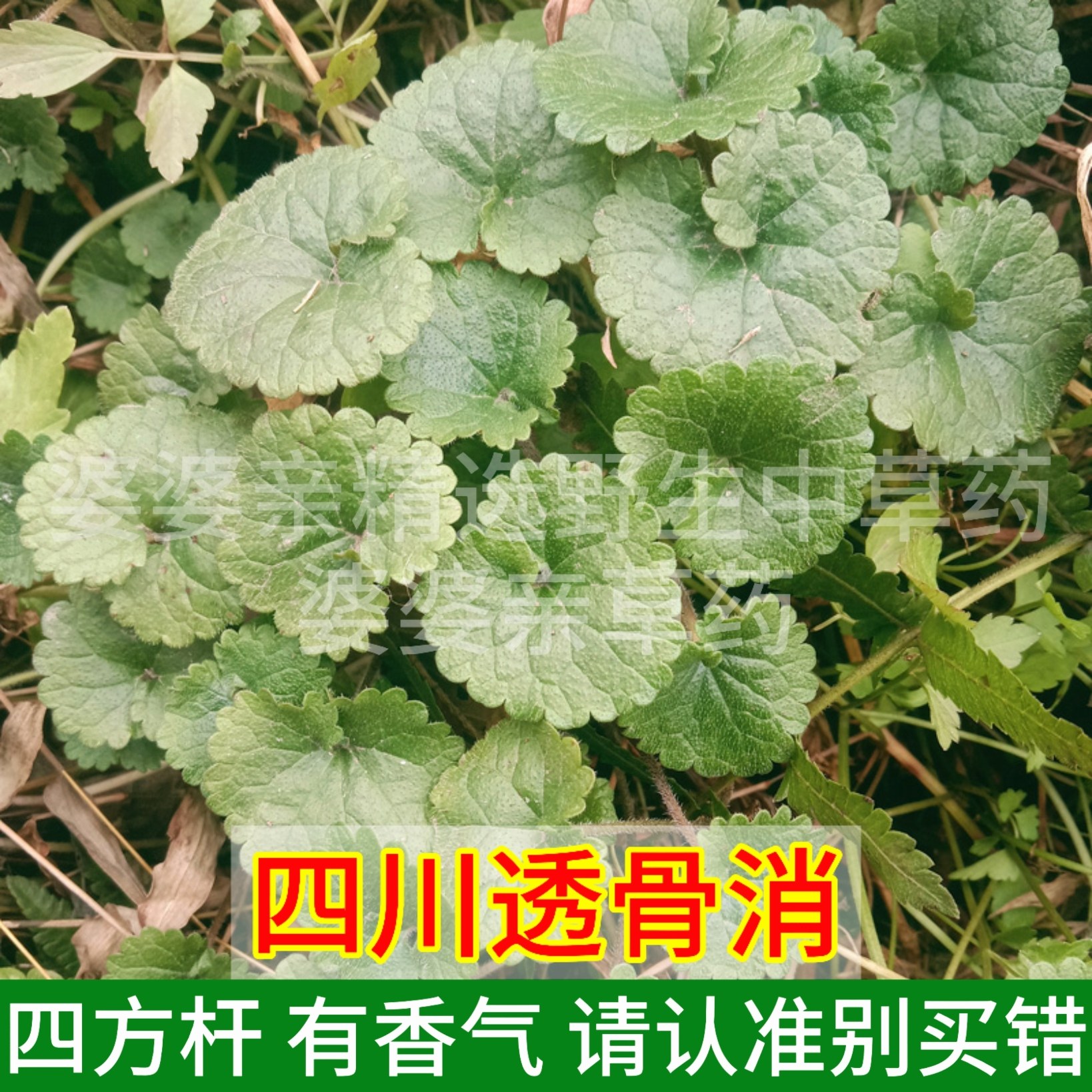 深山新鲜大透骨消草天然中药材驳骨消见肿消连线草金钱薄荷连钱草