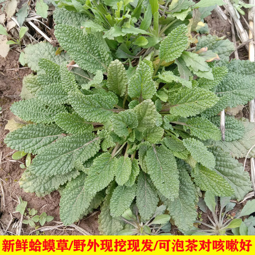 深山新鲜癞蛤蟆草雪见草中草药