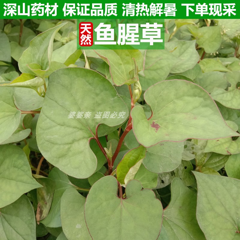 四川深山鱼腥草中药材泡水喝清热凉茶折耳根天然中草药茶500g