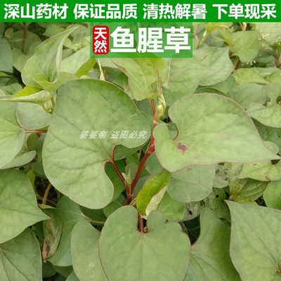 四川深山鱼腥草中药材泡水喝清热凉茶折耳根天然中草药茶500g