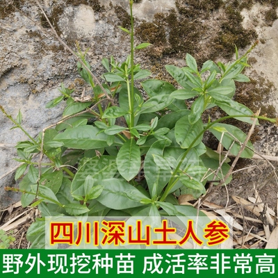 四川深山土人参苗新鲜现挖野人参土洋参高高参苗泡酒煲汤